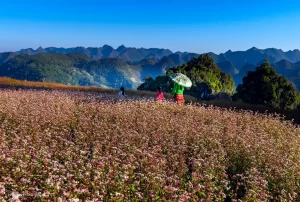 Tour Hà Giang Lô Lô Chải Mã Pí Lèng Sông Nho Quế