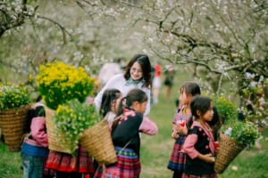 Tour - Mộc Châu - Đồi Cỏ Hồng - Hang Táu 2n1đ 3 Tour Mộc Châu Đồi Cỏ Hồng Hang Táu 2 ngày 1 đêm trọn gói Ktravel